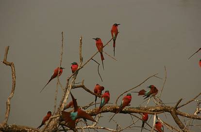 Scarlet Bee-eaters langs de Luangwa rivier.