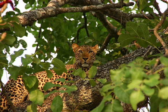 Luipaard in South Luangwa National Park