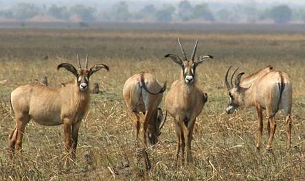 Roan Antilopen in het Kafue National Park (Busanga Plains)