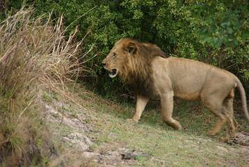 Mannetjes leeuw in Kafue National Park (Busanga Plains)