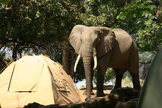 Olifant bij onze tent in Mana Pools, een nationaal park aan de Zambesi