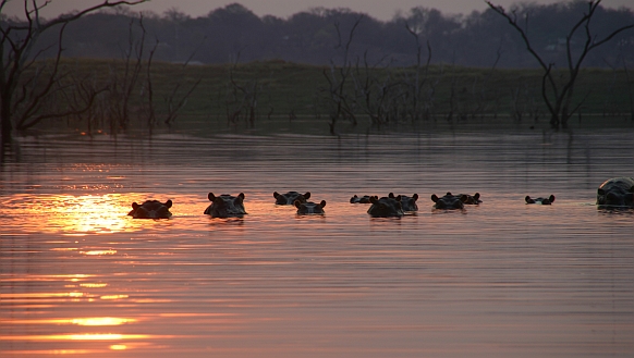 Samen met de hippos van de zonsondergang genieten