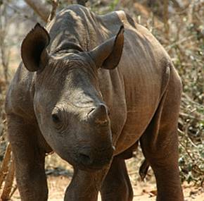 Het 5 maanden oude neushoornjong