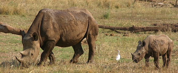 Neushoornmoeder met jong in Matusadona